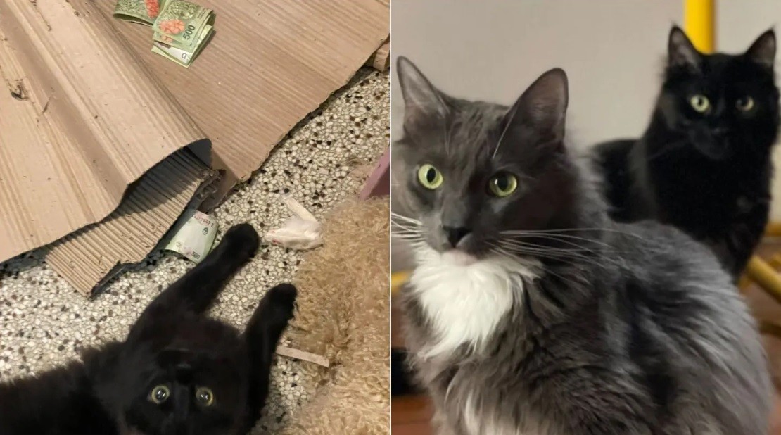 "Viene pasando hace bastante tiempo": gato entra a la casa del vecino en Palermo y le roba dinero | Actualidad