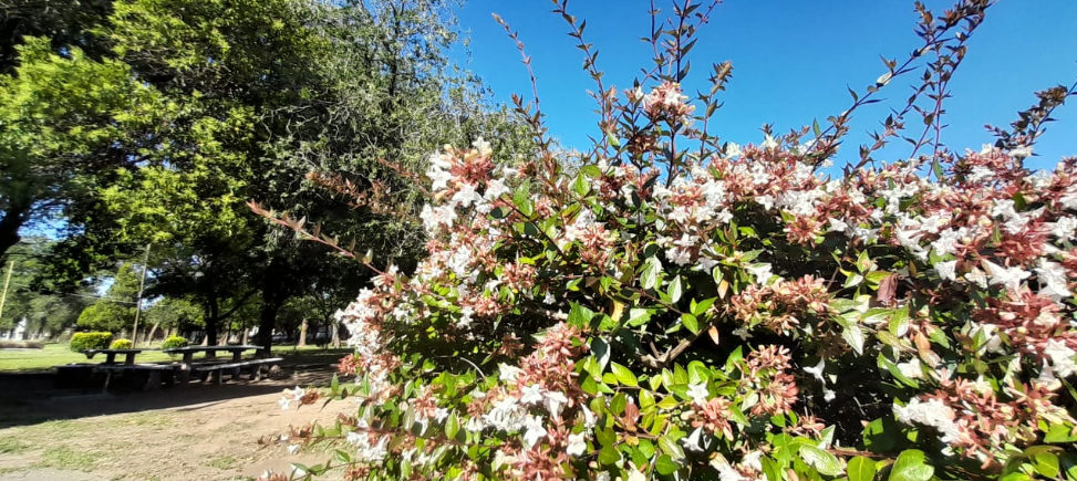 Tiempo ventoso y algo nublado, ascenso de temperatura, máxima de 37° | Clima, Naturaleza y Medio ambiente