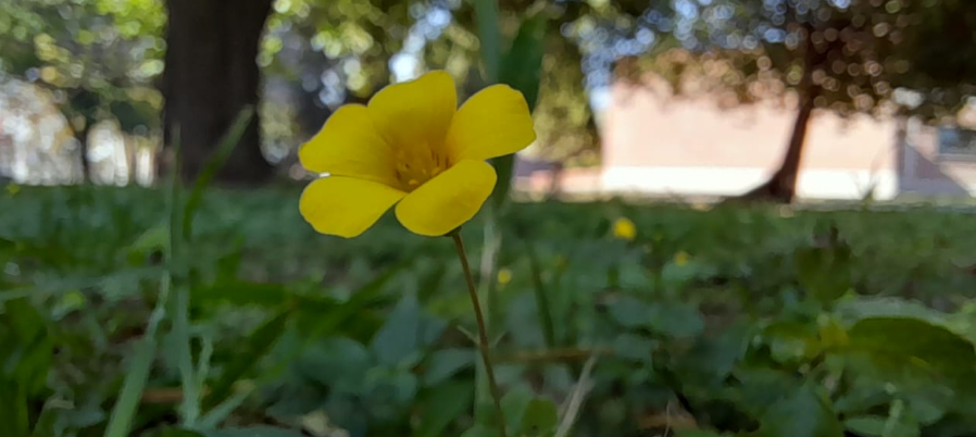 Tiempo despejado a algo nublado, poco cambio de temperatura, máxima de 37° | Clima, Naturaleza y Medio ambiente