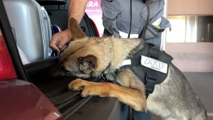 Un perro de la Aduana detectó más de US$120 mil escondidos en el auto de una pareja | Actualidad