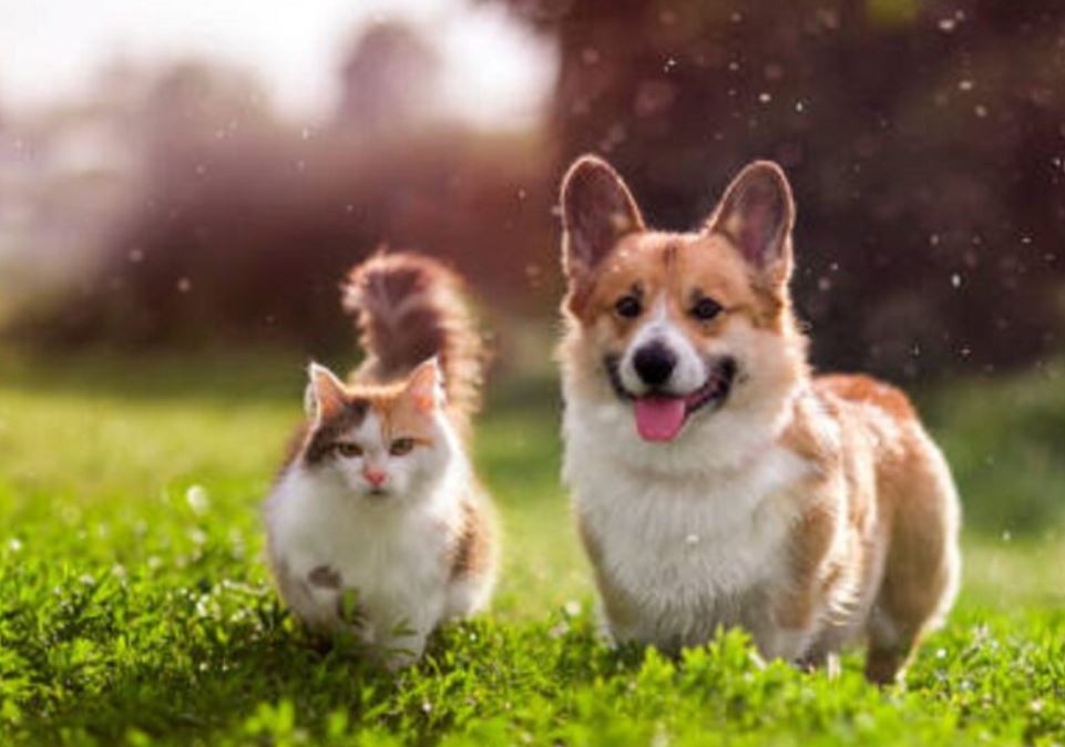 Cuidados ante las altas temperaturas: cómo evitar un golpe de calor en gatos y perros | Clima, Naturaleza y Medio ambiente