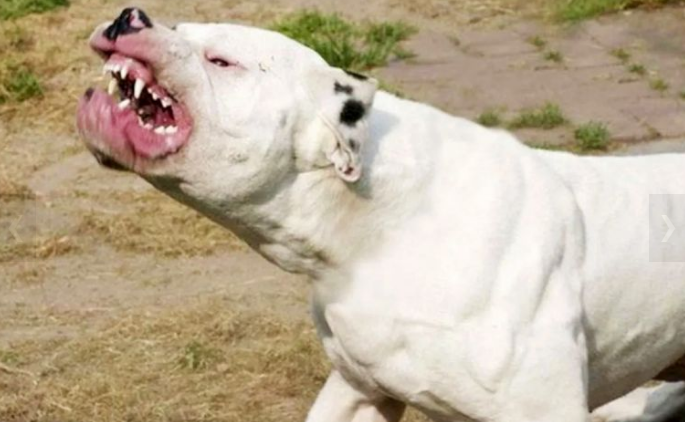 Mendiolaza: dogo argentino atacó a sus dueños provocándole graves heridas | Córdoba