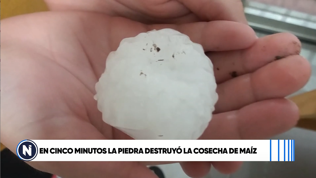 En 5 minutos la piedra destruyó la cosecha de maíz | Córdoba