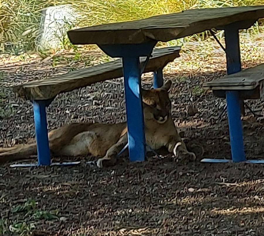 Alerta en San Marcos Sierras por la presencia de un puma | Córdoba