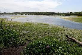 Buscan crear conciencia en el "Día Mundial de los Humedales" | Clima, Naturaleza y Medio ambiente