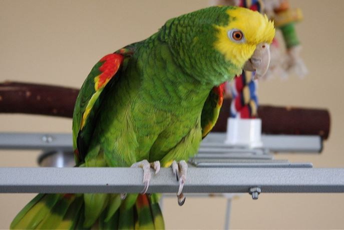 Murió por neumonía uno de los afectados de psitacosis en Rafaela | Actualidad