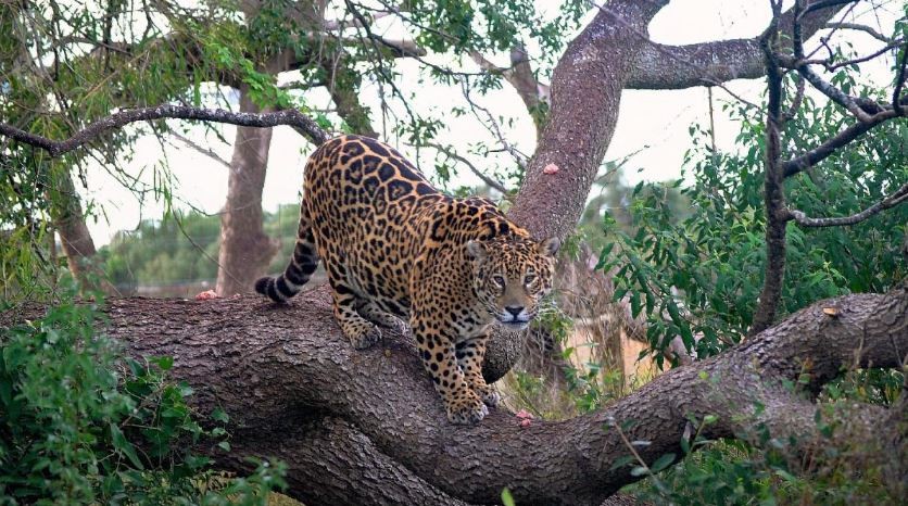 Murió Tobuna, la yaguareté pionera en el Proyecto de Reintroducción de la especie en el Iberá | Clima, Naturaleza y Medio ambiente