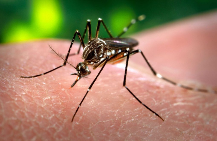 Que cuidados debemos tener para evitar casos de dengue, chikungunya y zika | Actualidad
