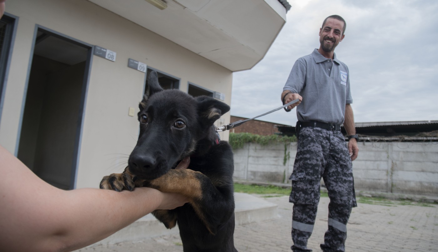 Aduana graduó a seis de sus perros y reconoció otros 12 por importantes hallazgos de droga y divisas | Actualidad