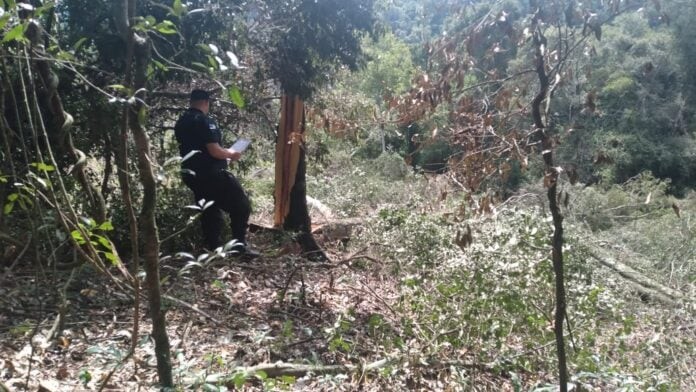 Un hombre murió aplastado por la rama de un árbol que cortaba | Actualidad