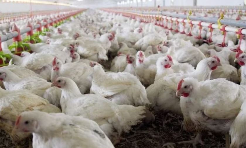 Senasa confirmó cuatro nuevos casos de gripe aviar y ascienden a 30 las detecciones | Actualidad