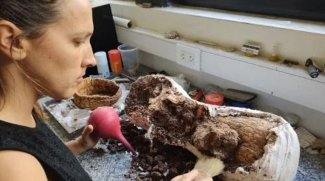 Dos niños caminaban por la playa de Mar del Plata y encontraron un gliptodonte de 5 millones de años | Actualidad