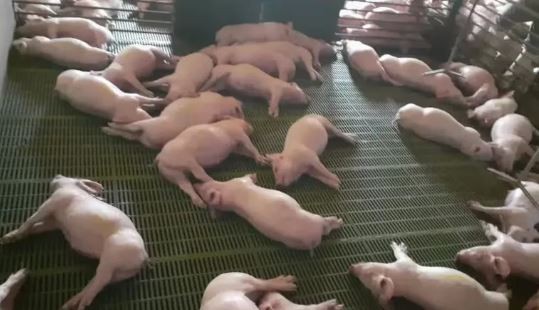 Más de 500 cerdos mueren tras un corte de luz en Mendoza | Actualidad