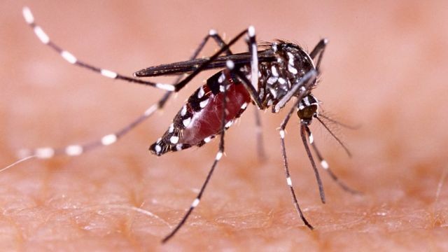 En una semana Córdoba sumó 84 nuevos casos de dengue, totalizan 125 y 25 de chikungunya | Córdoba