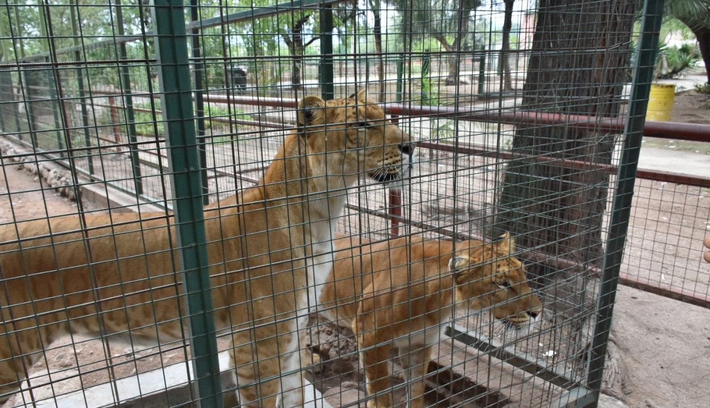 Trasladarán 19 grandes felinos del exzoológico de La Rioja a un santuario en Entre Ríos | Actualidad