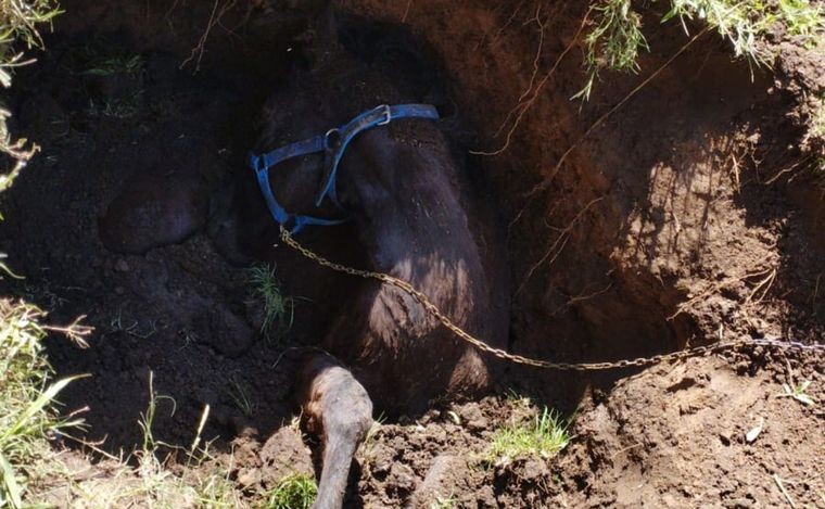 Bomberos rescatan con éxito a un caballo que estaba atrapado tras caer a un pozo | Córdoba