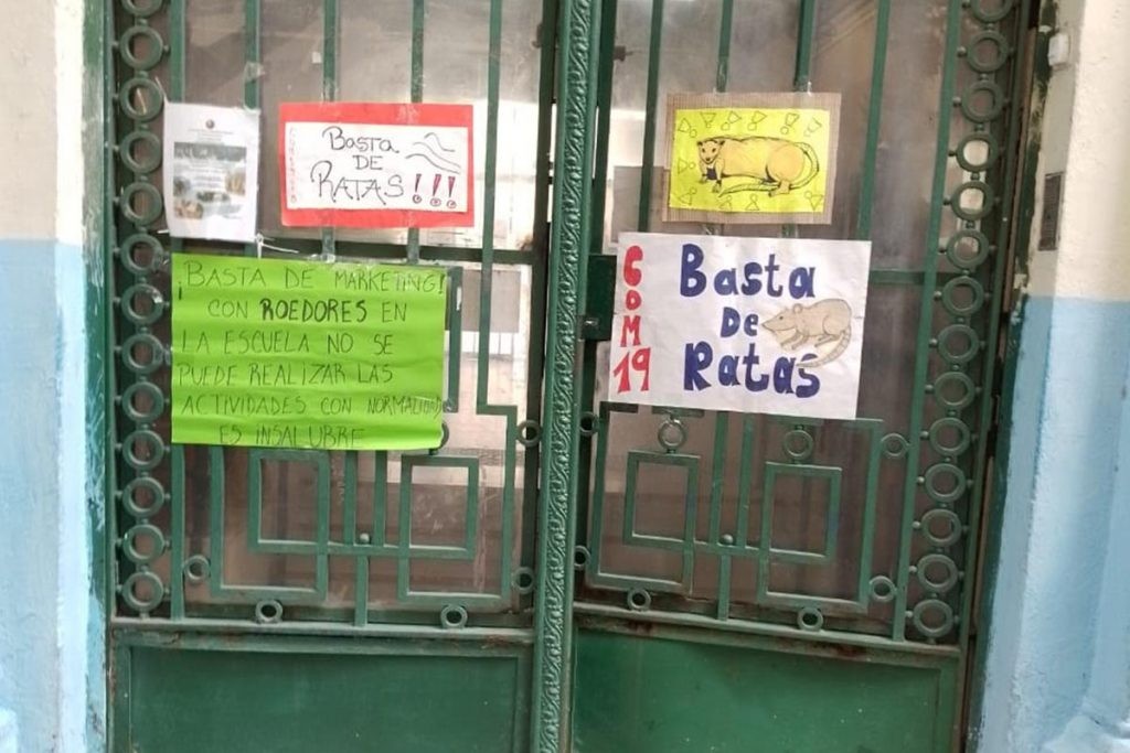 "Mapa de la Rata": Legisladora porteña releva los casos de presencia de ratas en escuelas | Actualidad