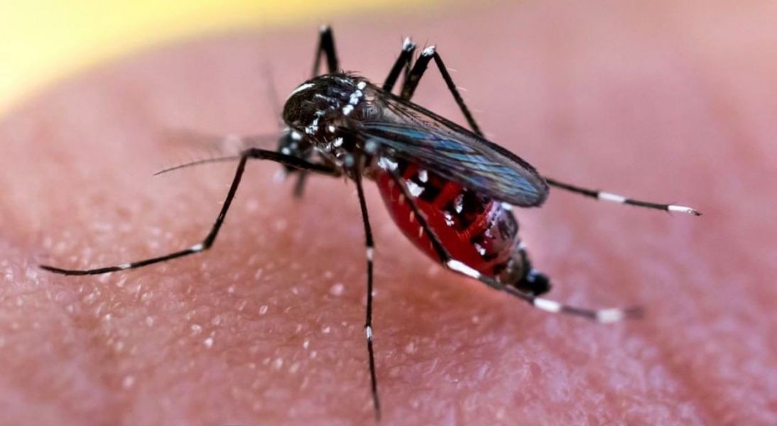 Dengue: Hay más de 71.000 casos en todo en el país | Salud