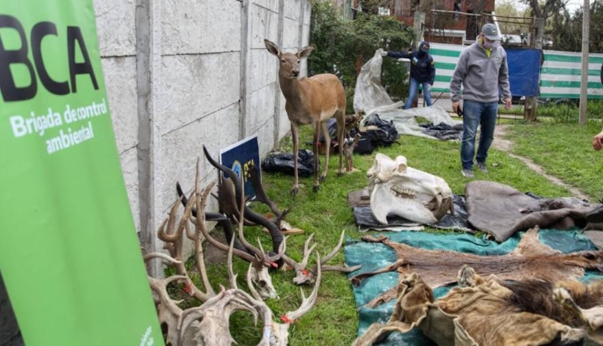 Talleres clandestinos fabricaban productos con partes de animales protegidos | Actualidad