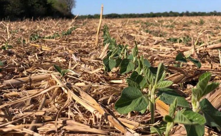 Por la sequía, declaran la emergencia agropecuaria en Córdoba y Neuquén | Córdoba