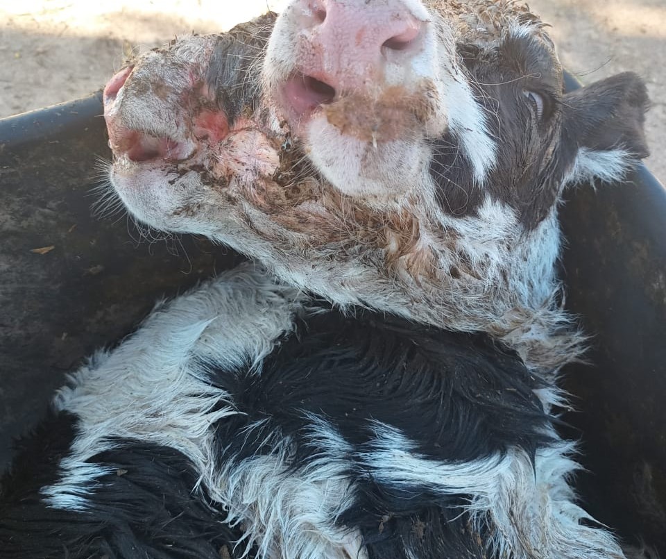 Nació un ternero de dos cabezas en la región | Córdoba