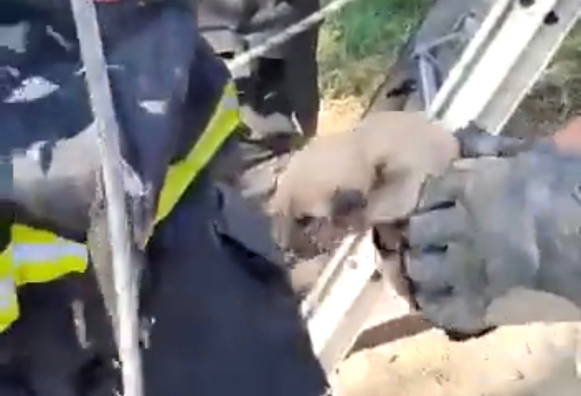 Impresionante operativo del DUAR para rescatar tres cachorritos | Córdoba