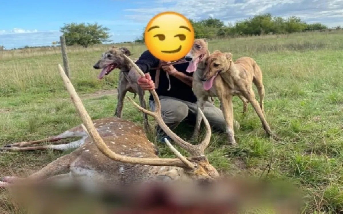 Cayó el “descuartizador de ciervos” que ocultaba su identidad con emojis | Actualidad