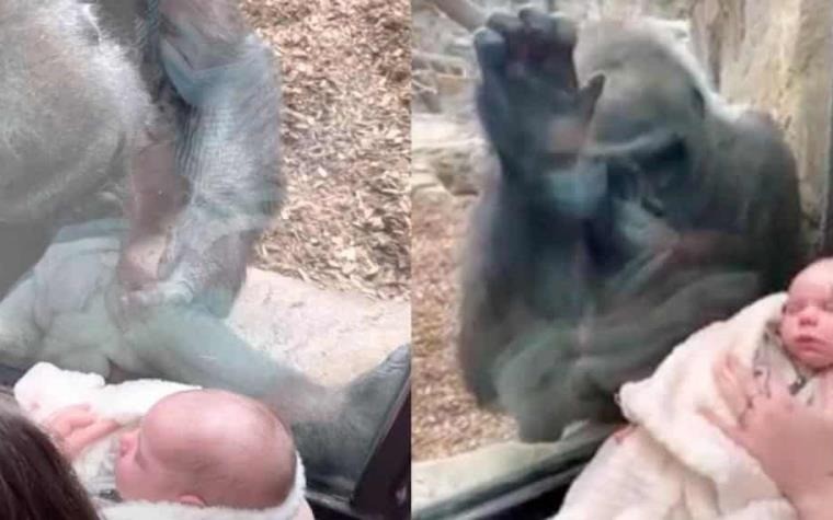 El video más tierno del año: mamá humana y gorila presentaron a sus bebés | Internacionales