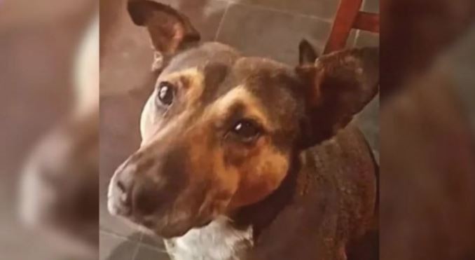 Maltrato animal en Neuquén: ataron a un perro callejero a su camioneta y lo arrastraron por 15 cuadras | Actualidad