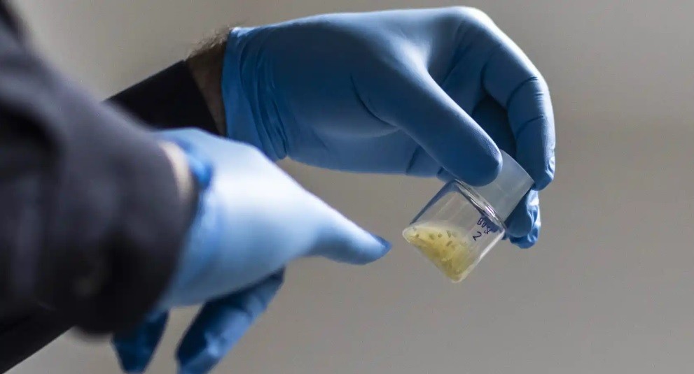 Científicos crearon los primeros modelos de embriones humanos con células madre sin óvulos ni esperma | Actualidad