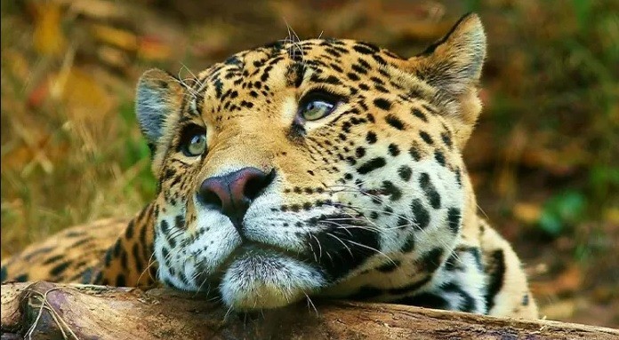 Caza ilegal: deberá pagar 3,7 millones de pesos por matar a un yaguareté en Formosa | Actualidad