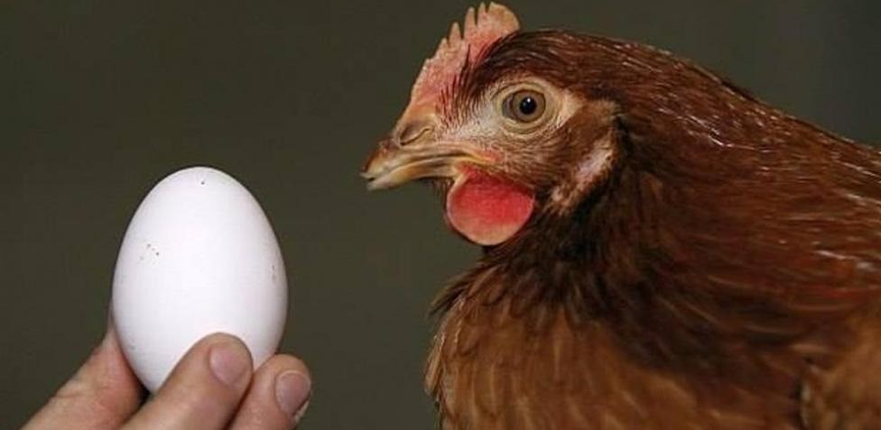 Una inteligencia artificial le puso fin a uno de los mayores misterios de la humanidad: ¿El huevo o la gallina? | Internacionales