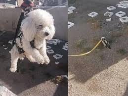 El mejor video del año: un perro recuperó su pelota al estilo “Misión Imposible” | Actualidad