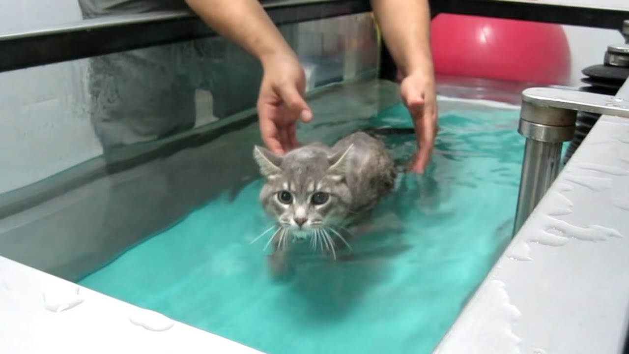 Video: emocionante rehabilitación de un gatito que no podía caminar | Internacionales