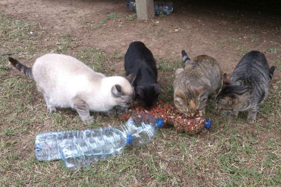 Mutación mortal: alerta por un virus que está causando la muerte de miles de gatos | Internacionales