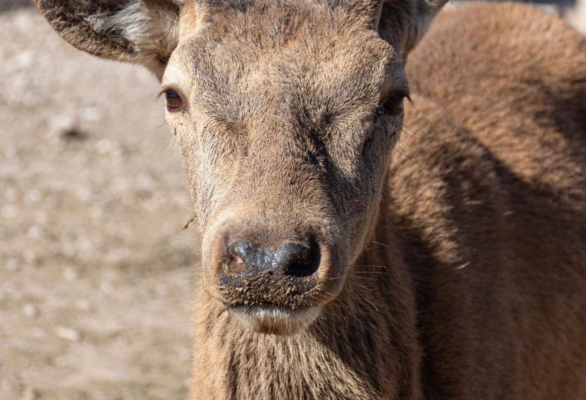 El ciervo colorado ya se encuentra en rehabilitación en la reserva Tatú Carreta | Córdoba