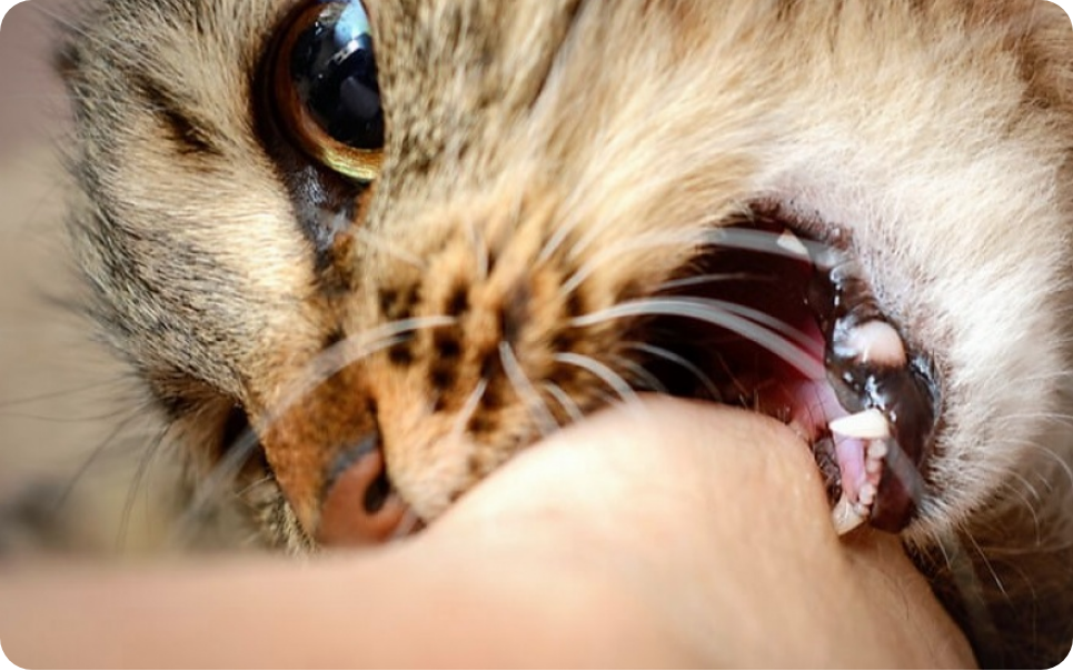 En el día del gato lo mordió uno callejero y terminó internado por una peligrosa bacteria | Internacionales