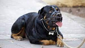 Córdoba capital: exigirán licencia y seguro contra terceros por perros potencialmente peligrosos | Córdoba