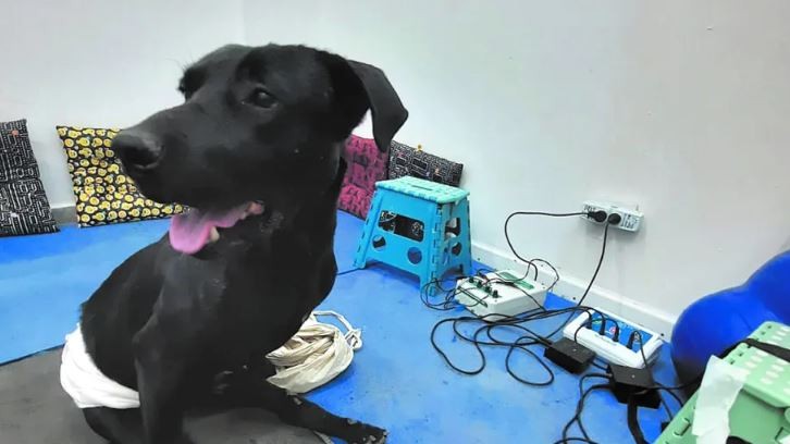 Golpearon y arrastraron con su camioneta a un perro: padre e hijo quedaron imputados | Actualidad