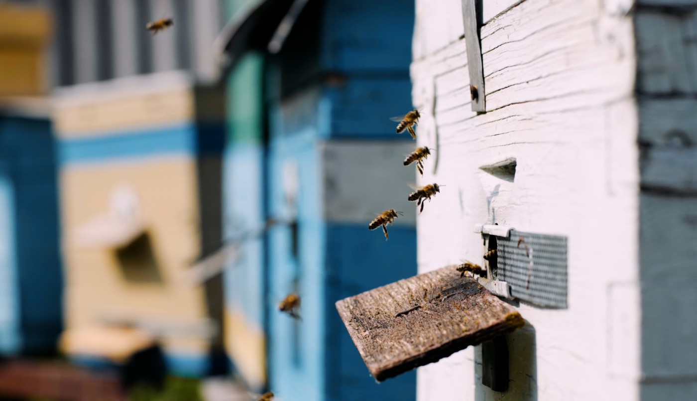 La miel como recurso de crecimiento comunitario | Utuco