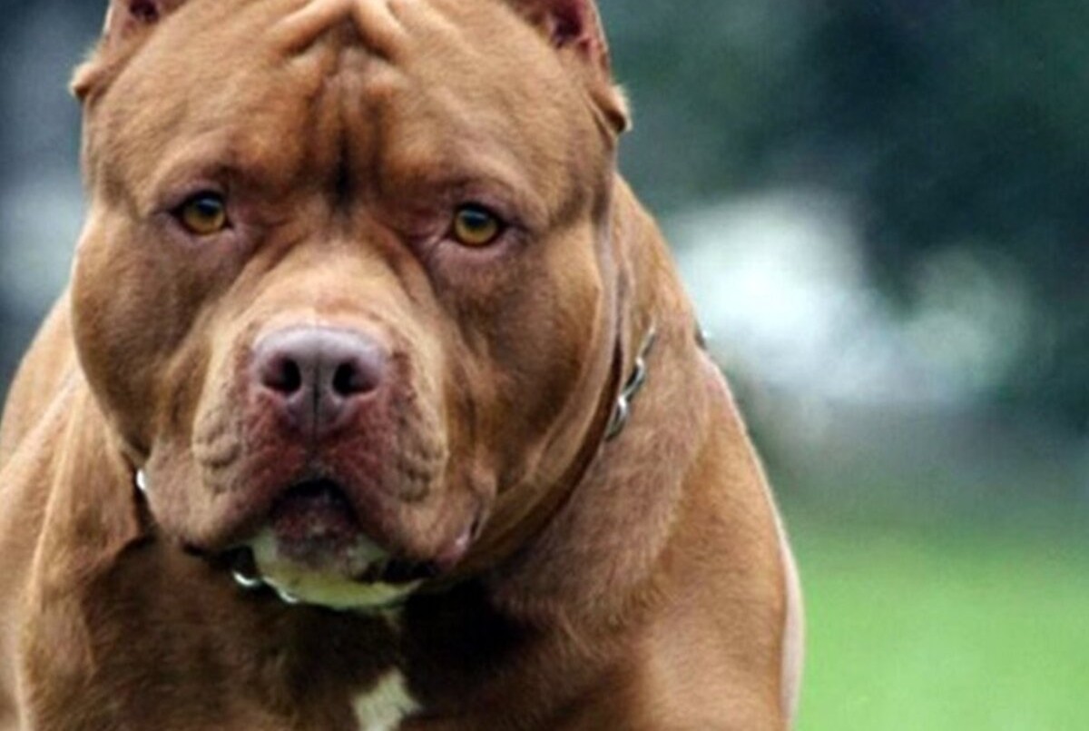 Una mujer fue ferozmente mordida por un pitbull al querer defender a su perro | Córdoba