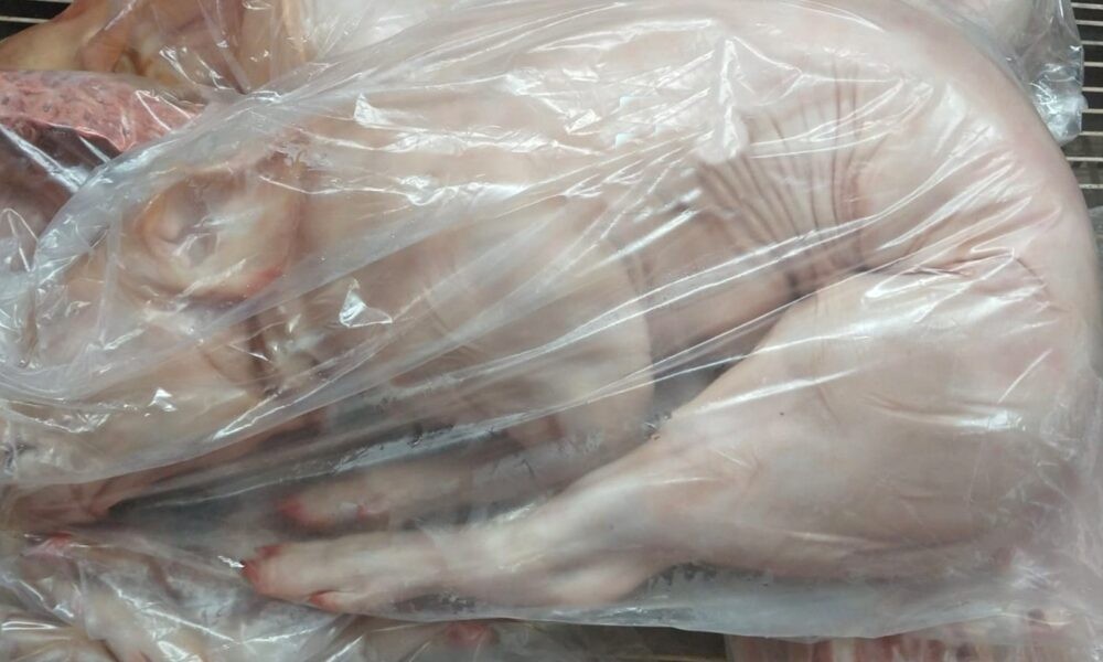 Insólito: guardaron un lechón en el freezer de las vacunas de un hospital de Tornquist | Actualidad