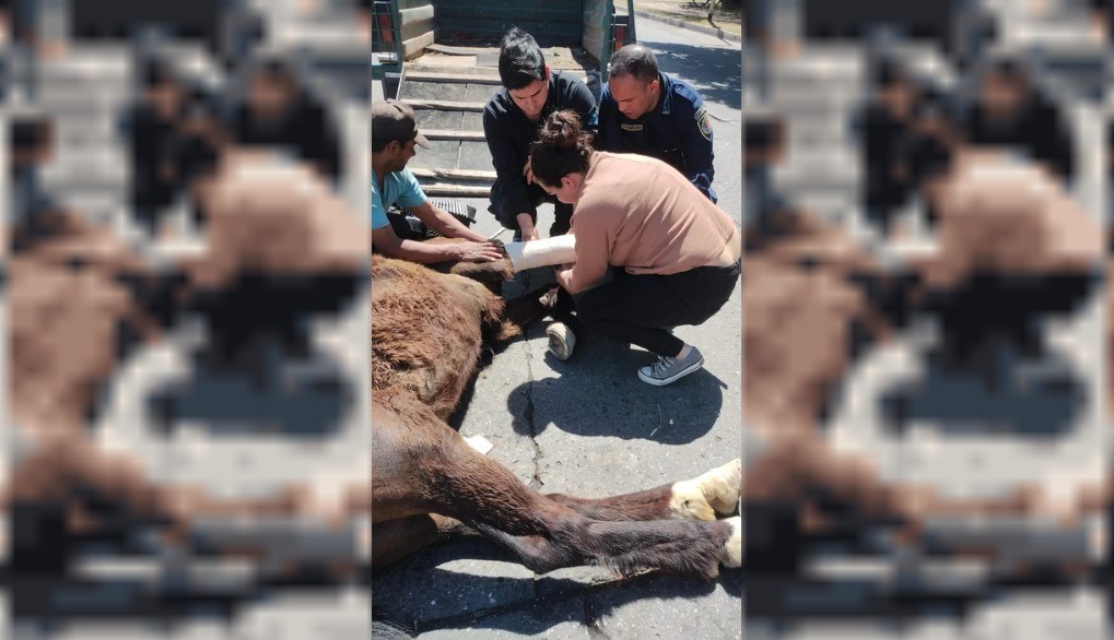Colapsó un caballo que impulsaba un carro y debió ser sacrificado | Córdoba