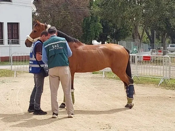 Declararon emergencia sanitaria nacional por el brote de encefalomielitis equina en Córdoba | Córdoba