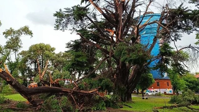 Temporal en Miramar: a la mujer que murió por la caída de un árbol le robaron sus pertenencias mientras estaba inconsciente | Actualidad