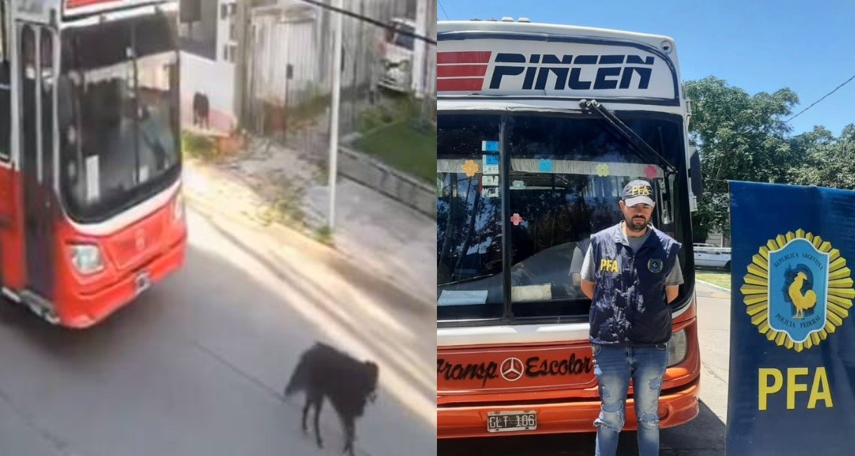 Citan a indagatoria al chofer del micro que atropelló a un perro: lo denunció Milei en redes | Actualidad