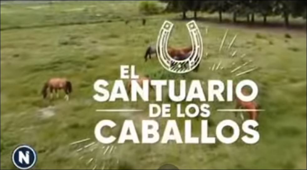 Llevaron a último momento a un nuevo refugio a los 131 caballos rescatados que iban a desalojar | Actualidad