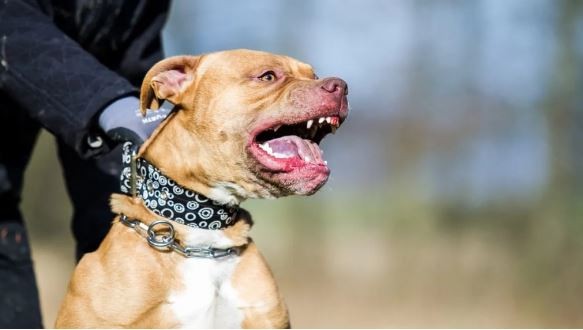 Una nena de 9 años lucha por su vida tras ser atacada por un pitbull en Córdoba | Córdoba