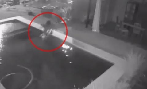 Chaco: un menor ahogó a un perro en una pileta para robar la garrafa de una casa | Actualidad