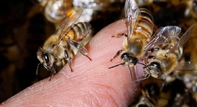 Córdoba: murió un hombre al ser atacado por un enjambre de abejas | Córdoba